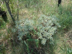 Astragalus microcephalus