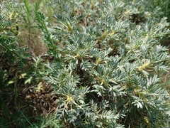 Astragalus microcephalus