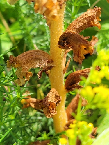 Image of Orobanche elatior by (c) Bobo-X, some rights reserved (CC BY)