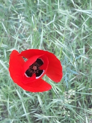 Papaver rhoeas