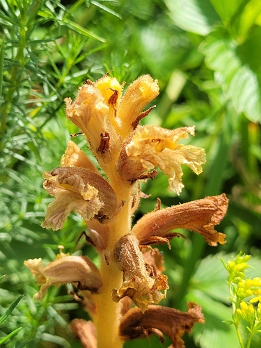 Image of Orobanche elatior by (c) Bobo-X, some rights reserved (CC BY)