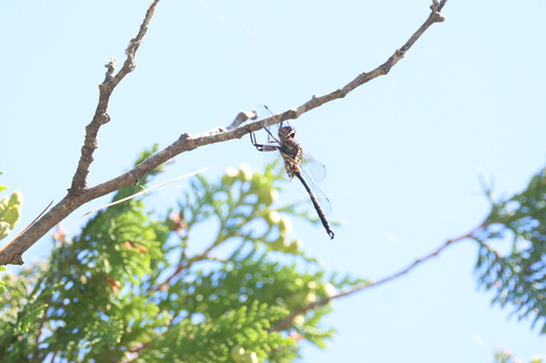 Hine's Emerald photo 2