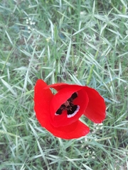 Papaver rhoeas
