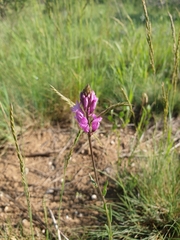Polygala anatolica