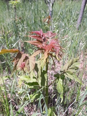 Ailanthus altissima