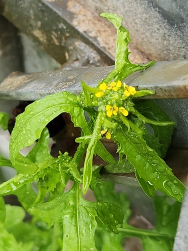 Hedge mustard (Sisymbrium officinale)