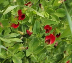 Lotus tetragonolobus
