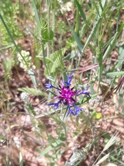 Centaurea depressa