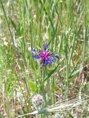 Centaurea depressa
