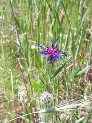 Centaurea depressa