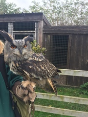Bubo