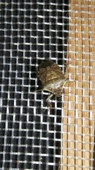 Podisus nigrispinus