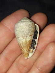 Conus hyaena