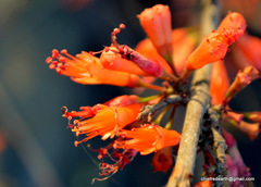 Woodfordia fruticosa