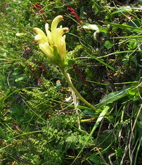 Pedicularis capitata