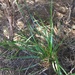 Variable Sword-Sedge - Photo (c) J Christianson, some rights reserved (CC BY), uploaded by J Christianson
