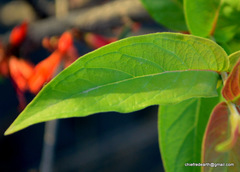 Woodfordia fruticosa