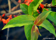 Woodfordia fruticosa