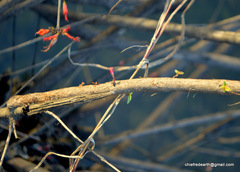 Woodfordia fruticosa