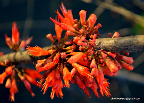 Fire-flame bush