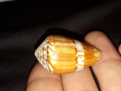 Conus hyaena