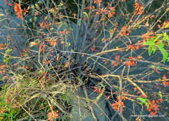 Woodfordia fruticosa