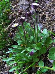 Erigeron humilis