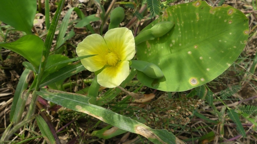Yellow velvetleaf