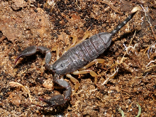 Opisthacanthus madagascariensis
