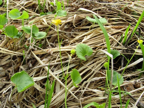 One-leaf buttercup