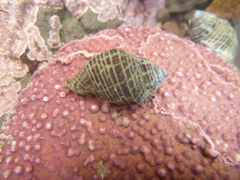 Acanthinucella
