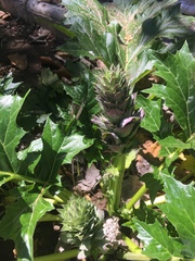 Acanthus mollis
