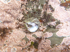 Acanthinucella