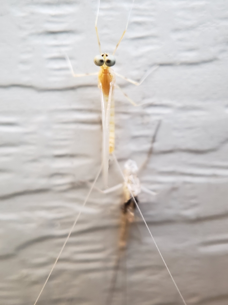 Epeorus vitreus