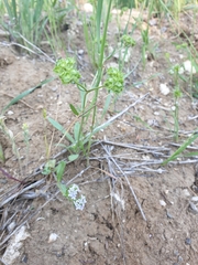 Valerianella coronata