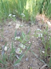 Valerianella coronata