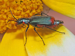 Malachius stolatus