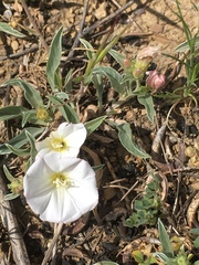 Convolvulus lineatus