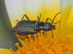Malachius stolatus