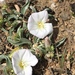 Narrow-leaved Bindweed - Photo (c) bsener, some rights reserved (CC BY-NC)