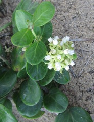 Cynanchum natalitium