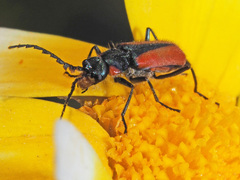 Malachius stolatus