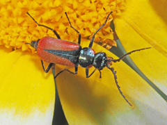 Malachius stolatus