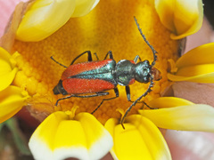 Malachius stolatus