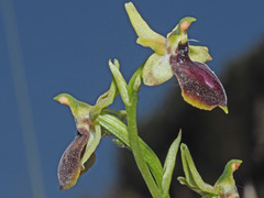 Ophrys sphegodes gortynia
