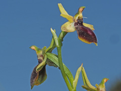 Ophrys sphegodes gortynia