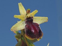 Ophrys sphegodes gortynia