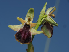 Ophrys sphegodes gortynia