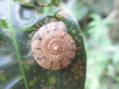 Aegista