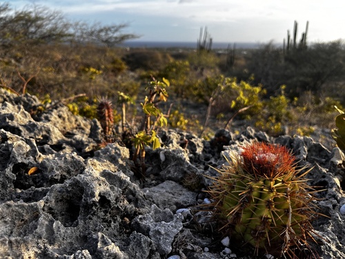 Melocactus macracanthos